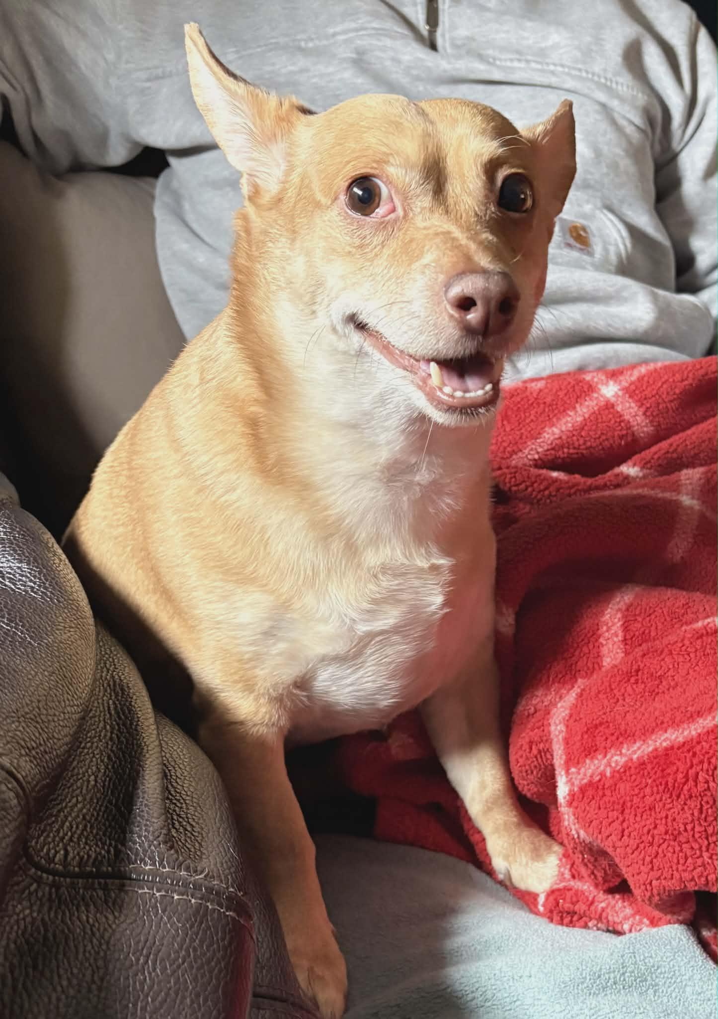 Enlarge Apollo, a Adoptable Chihuahua in Cranston, RI image 5/6