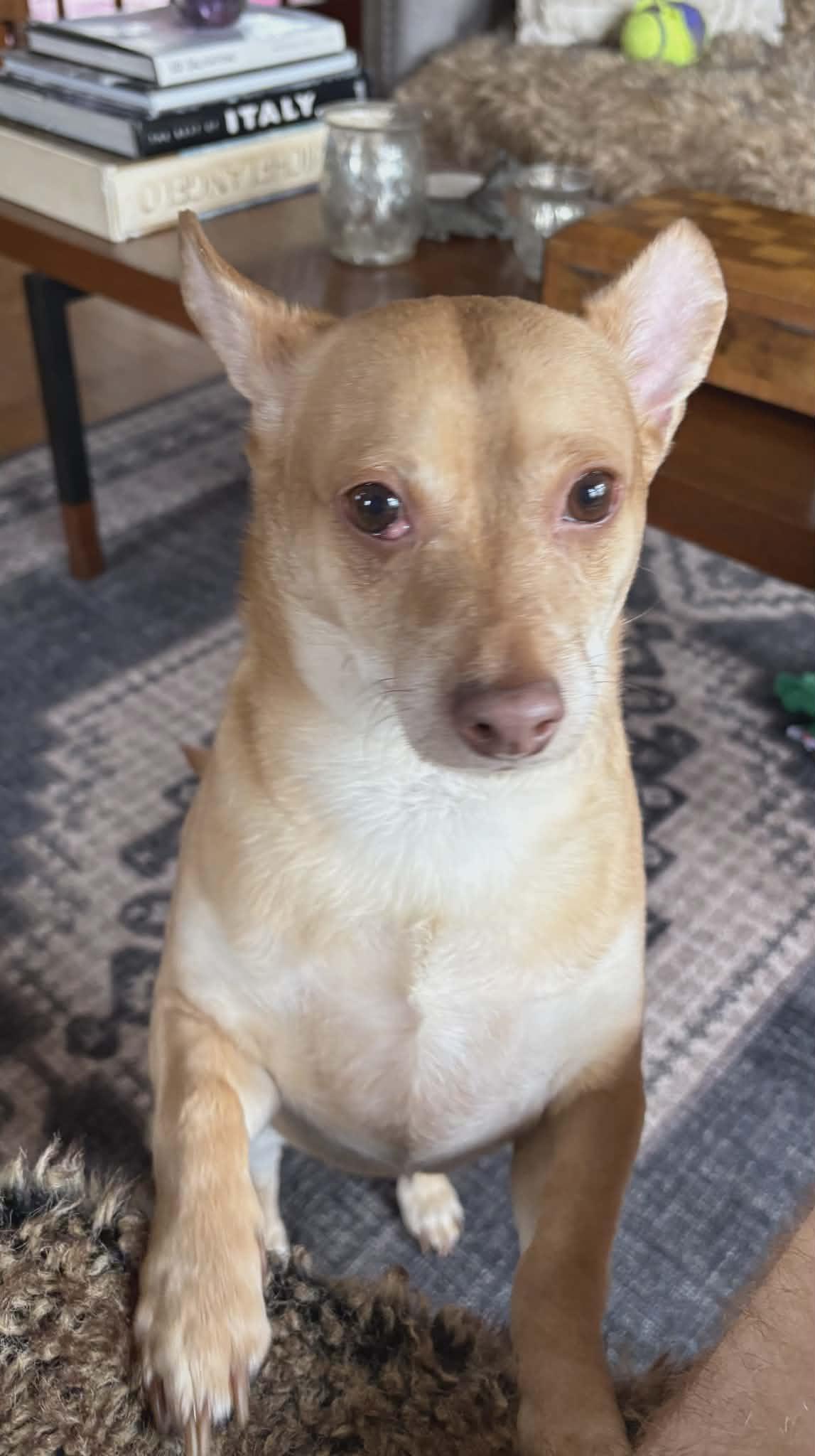 Enlarge Apollo, a Adoptable Chihuahua in Cranston, RI image 4/6