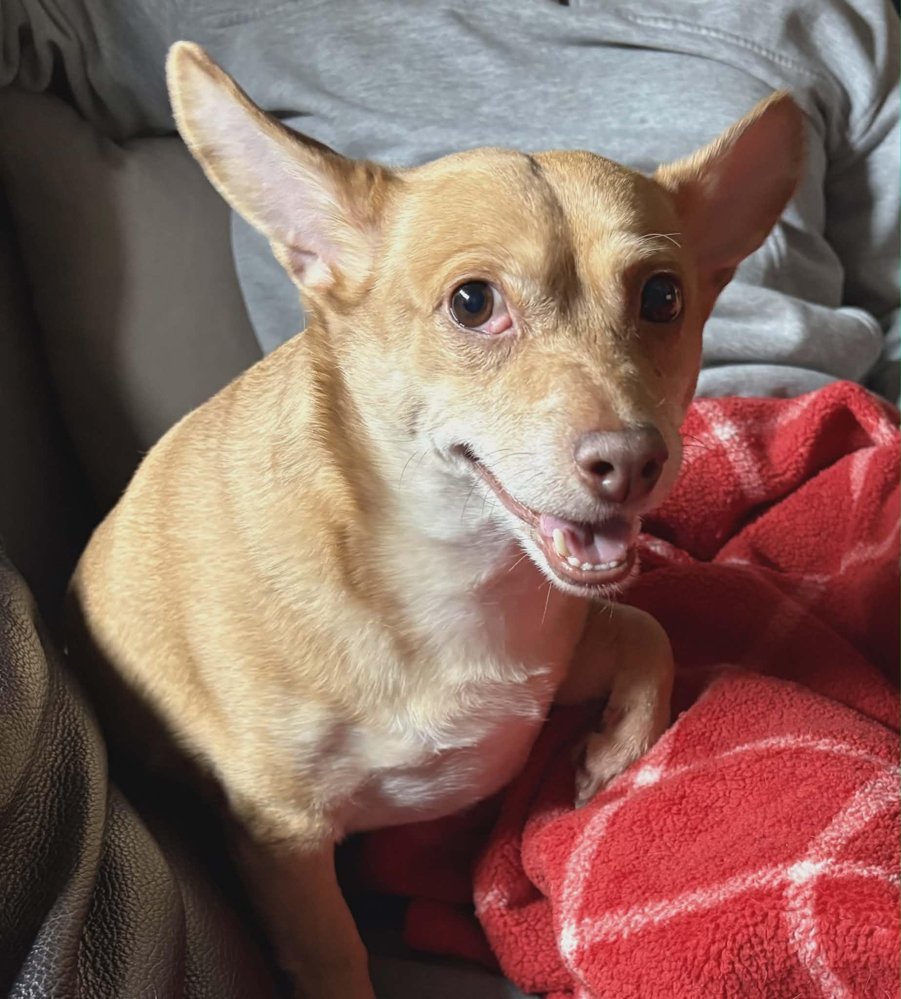 Enlarge Apollo, a Adoptable Chihuahua in Cranston, RI image 3/6