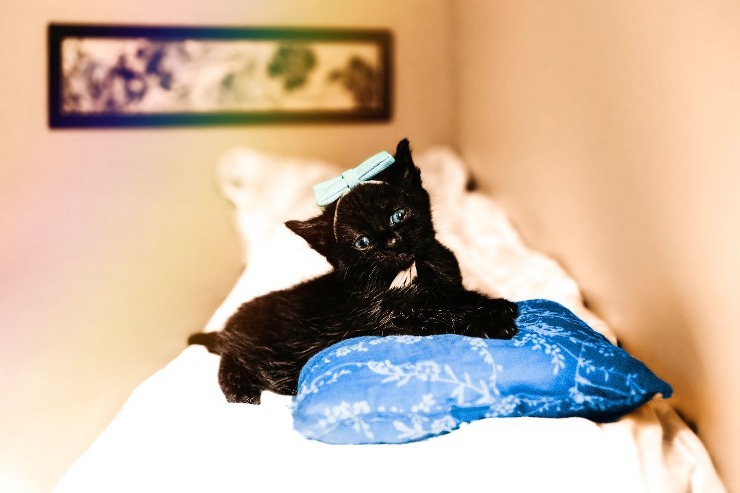 Felis, a Adopted mixed breed in Mooresville, NC image 1/2