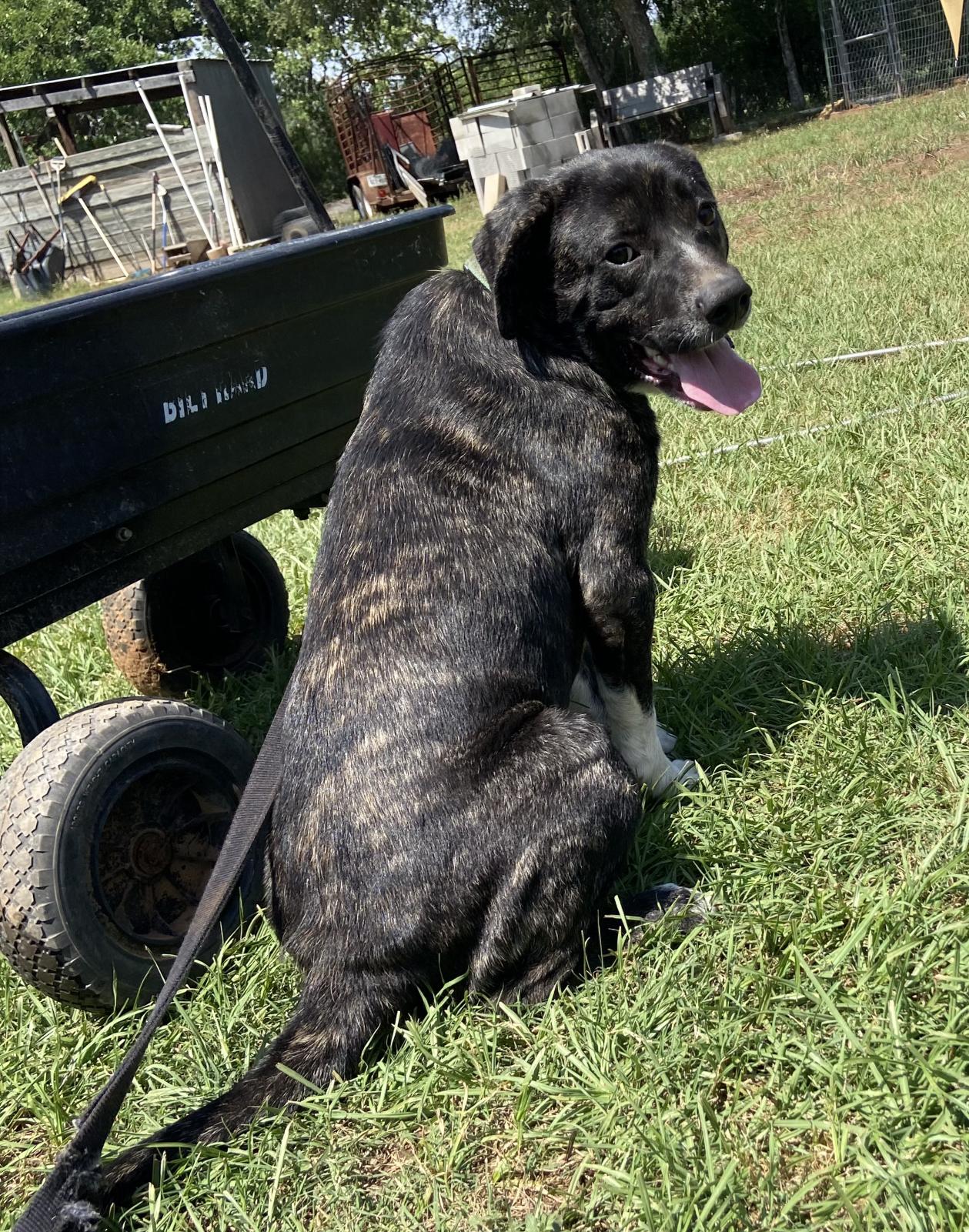 Viggo, Young Male Black Labrador Retriever