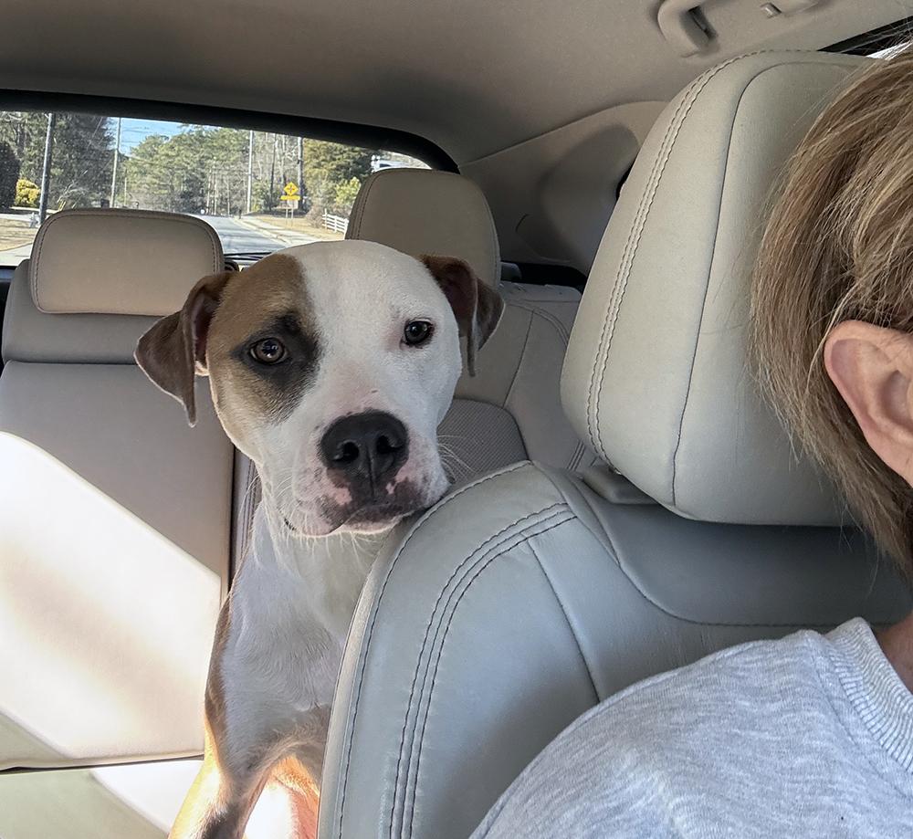 Nico, Adopted, Young Male American Staffordshire Terrier & Boxer.