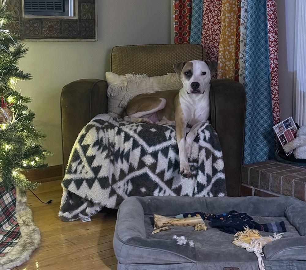 Enlarge Nico, a Adopted mixed breed in Marietta, GA image 2/5