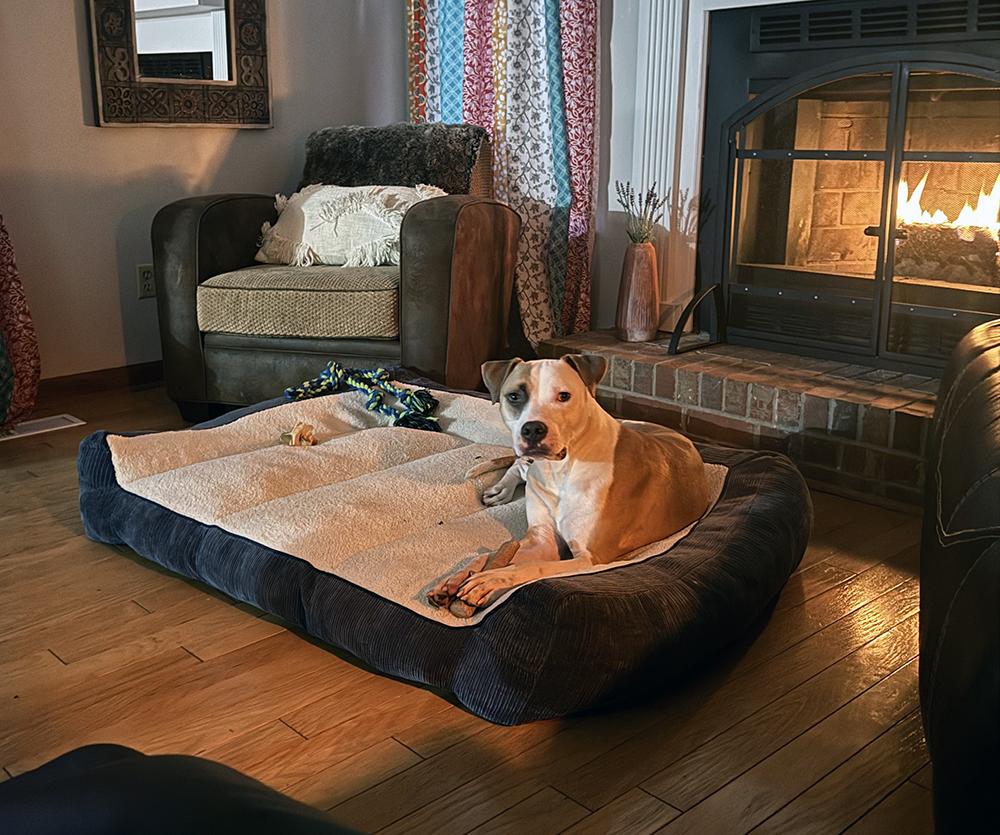 Nico, Adopted, Young Male American Staffordshire Terrier & Boxer.