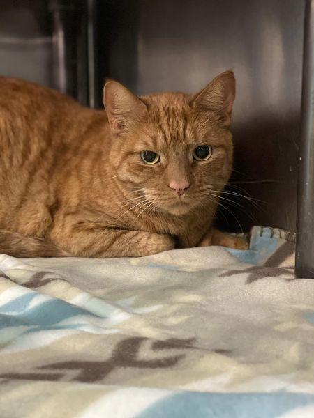 Enlarge Tessa, a Adoptable mixed breed in Visalia, CA image 1/1