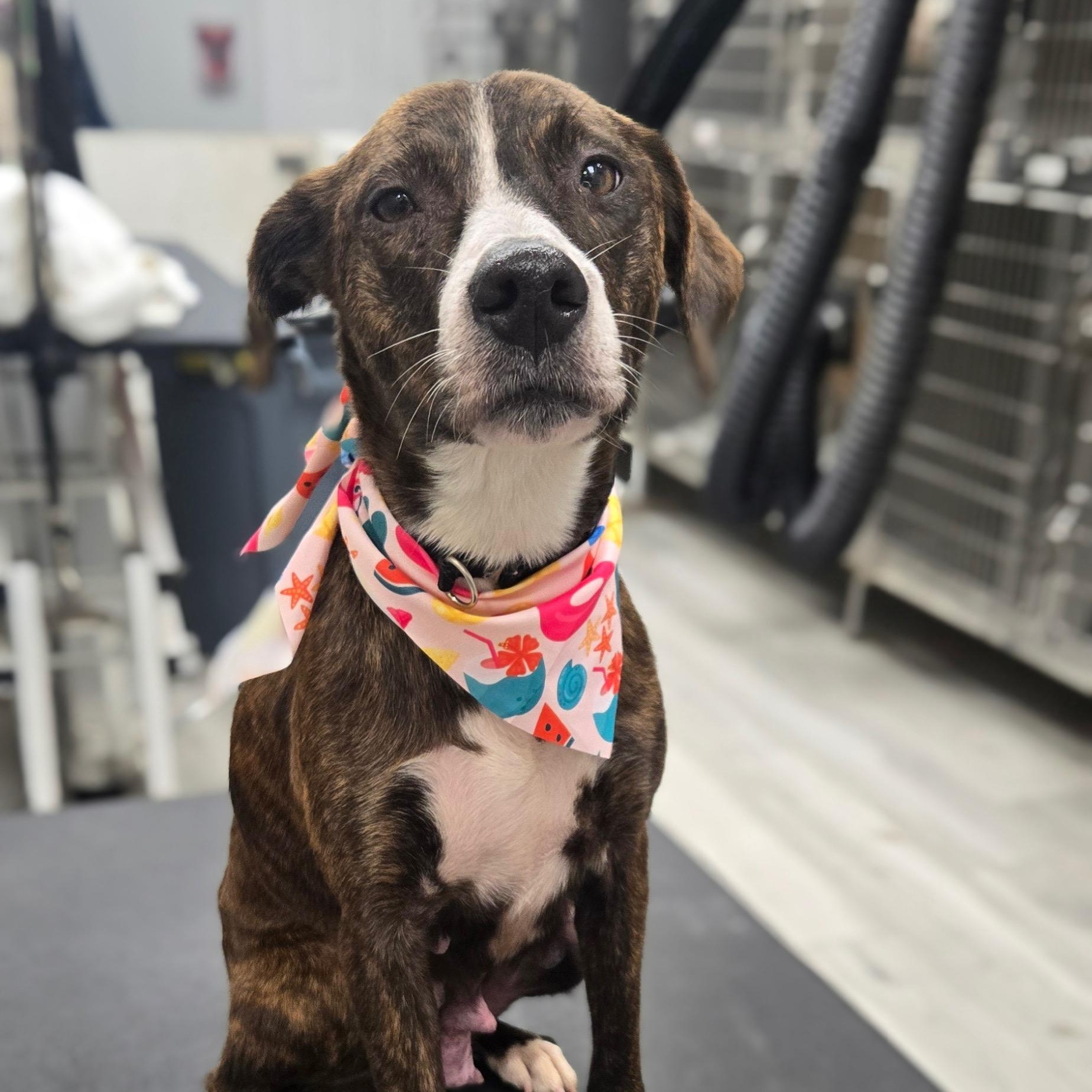 Anastasia, a Adoptable mixed breed in Copiague, NY image 1/6