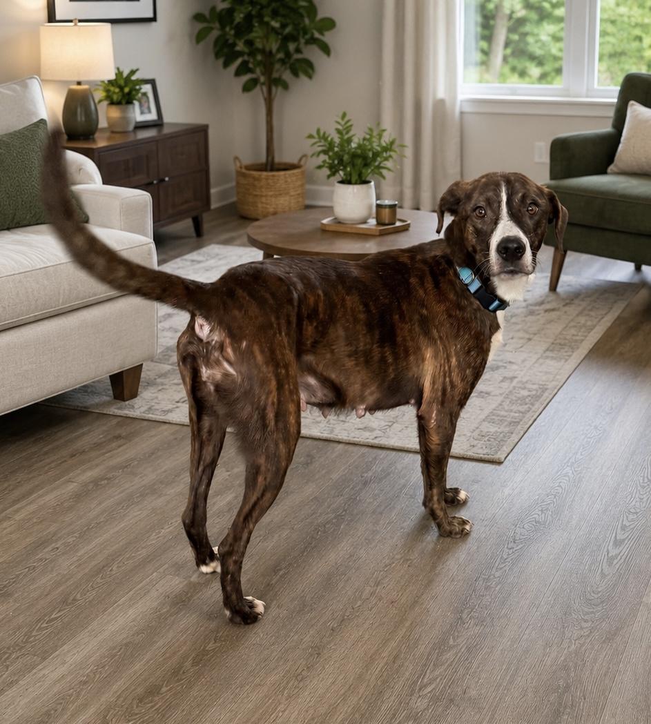 Anastasia, a Adoptable mixed breed in Copiague, NY image 3/6