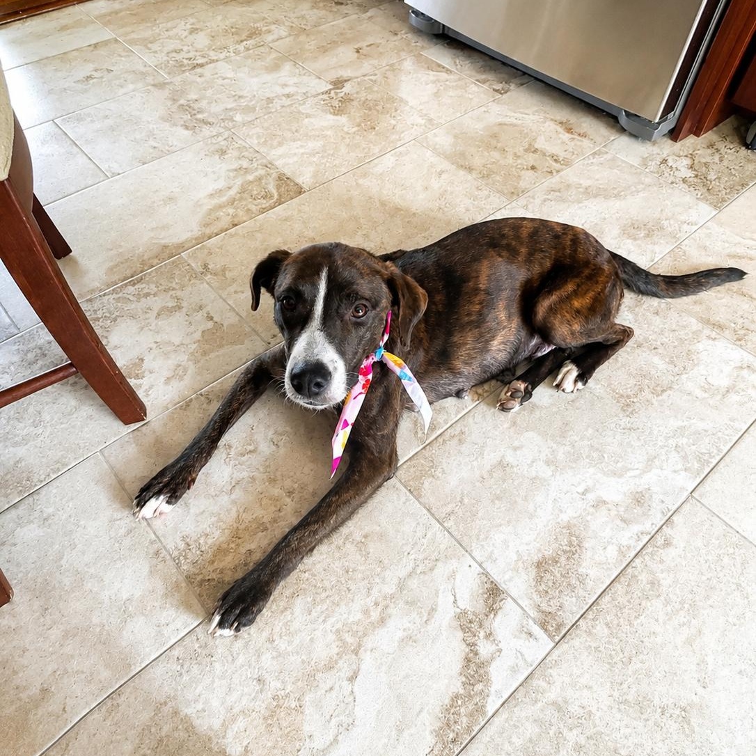 Anastasia, a Adoptable mixed breed in Copiague, NY image 6/6