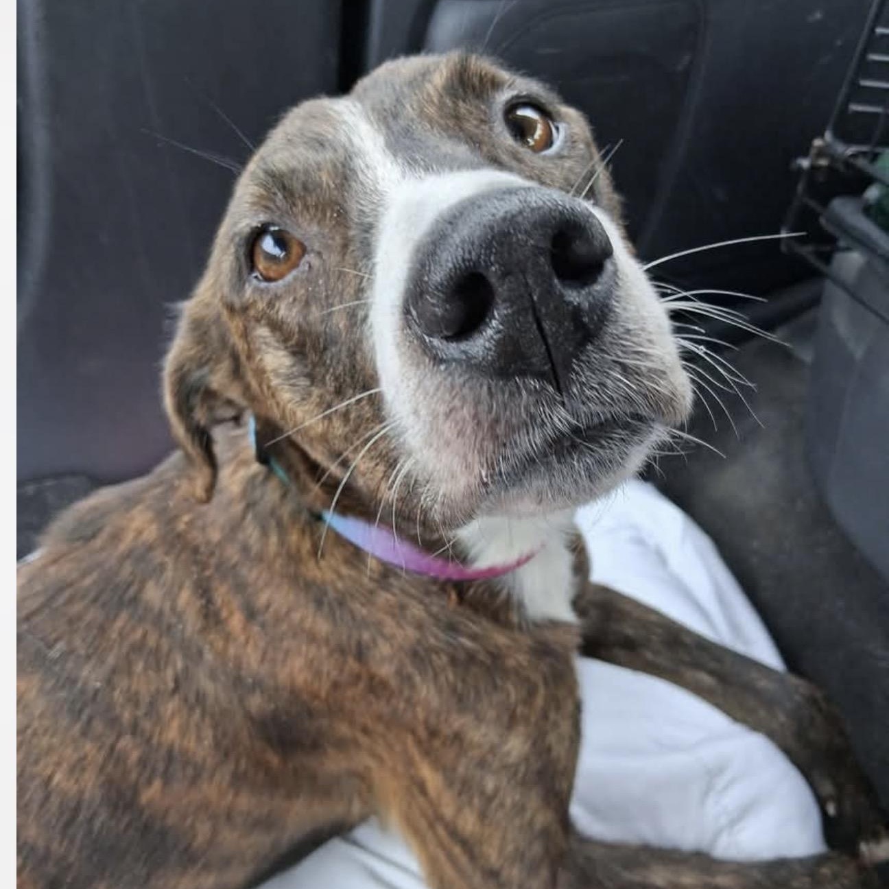 Anastasia, a Adoptable mixed breed in Copiague, NY image 4/6