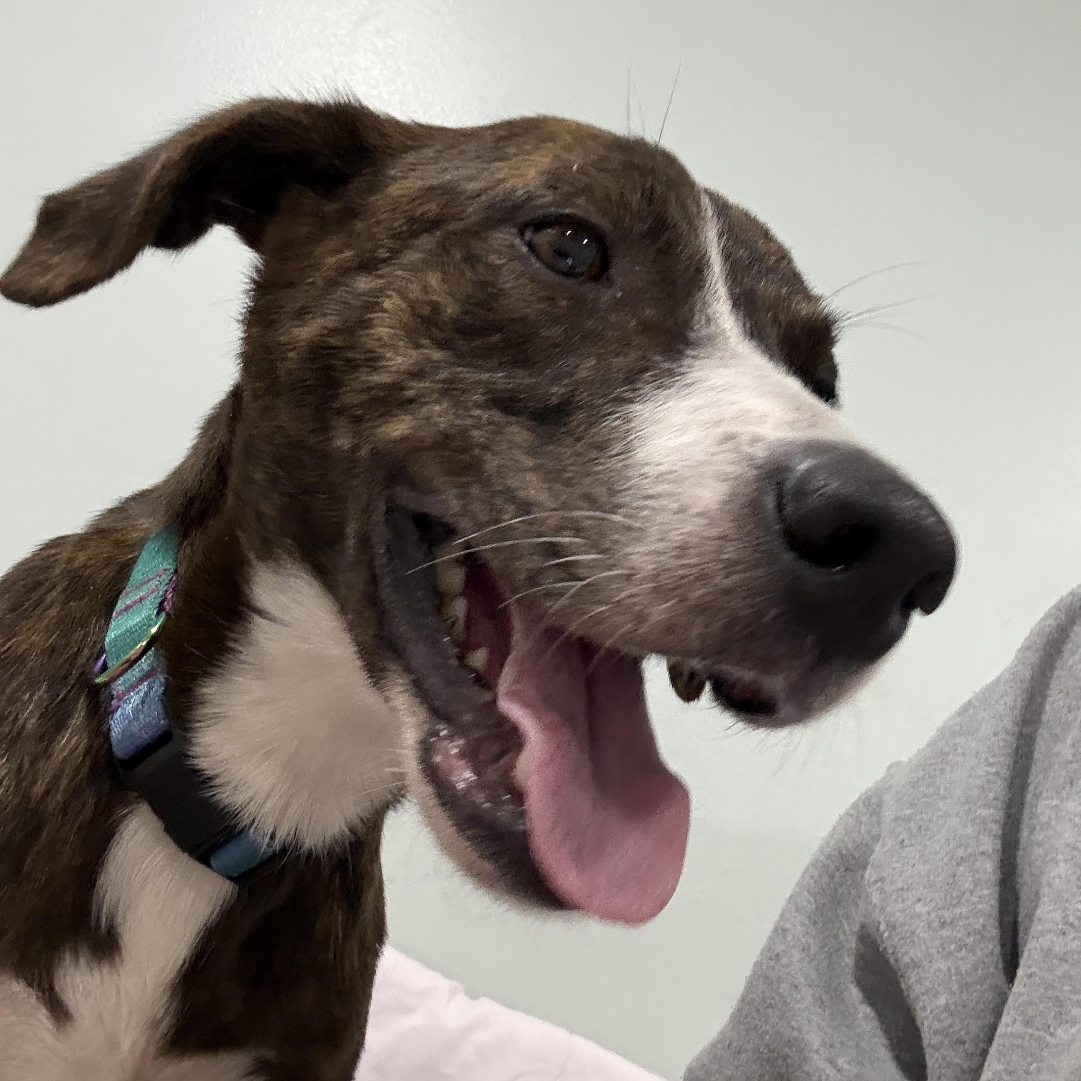 Anastasia, a Adoptable mixed breed in Copiague, NY image 5/6