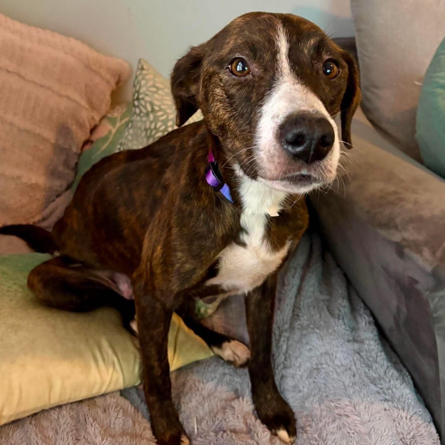 Anastasia, a Adoptable mixed breed in Copiague, NY image 2/6