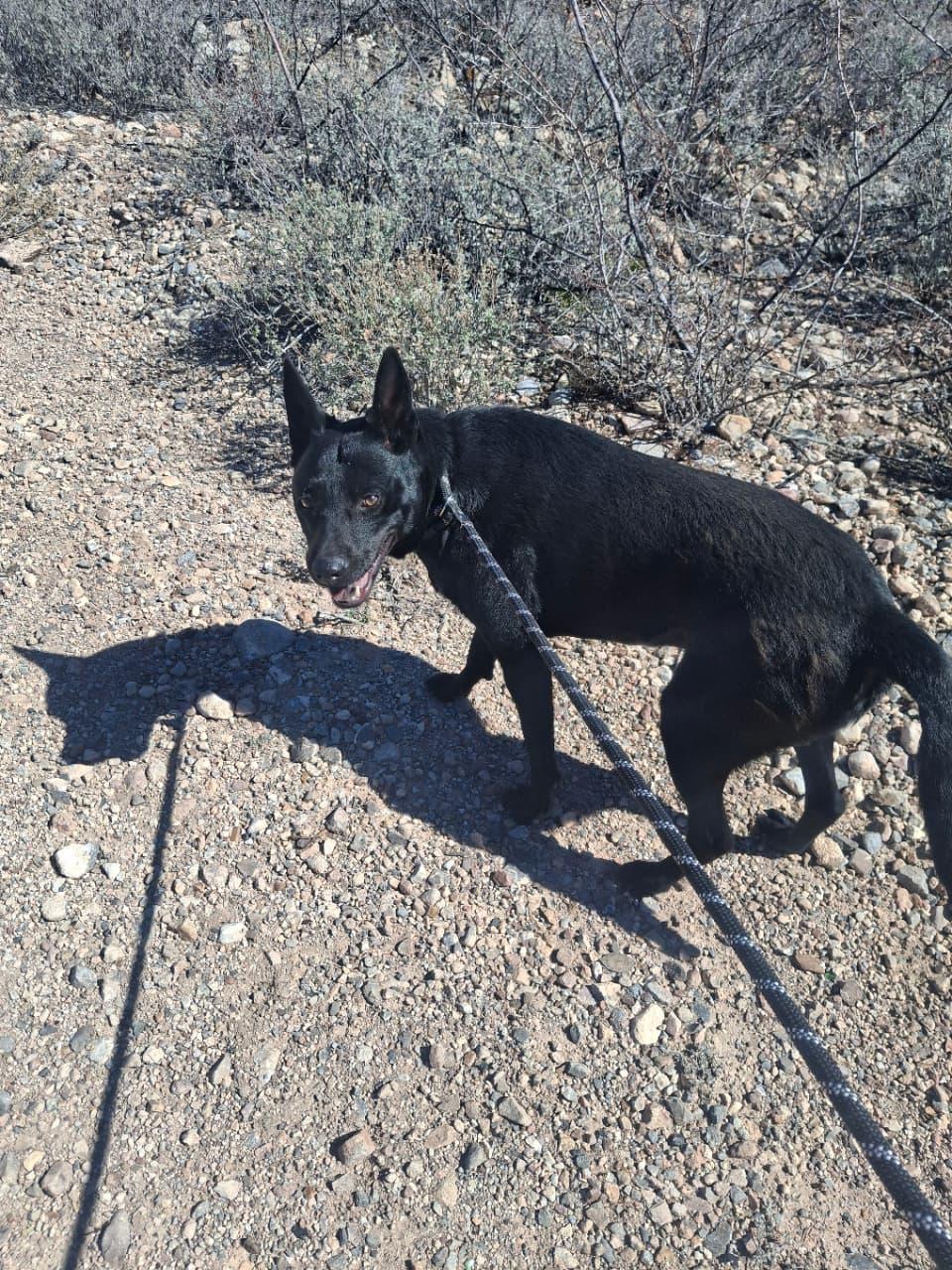 Pepper, ADOPTABLE, Adult Female Australian Kelpie.