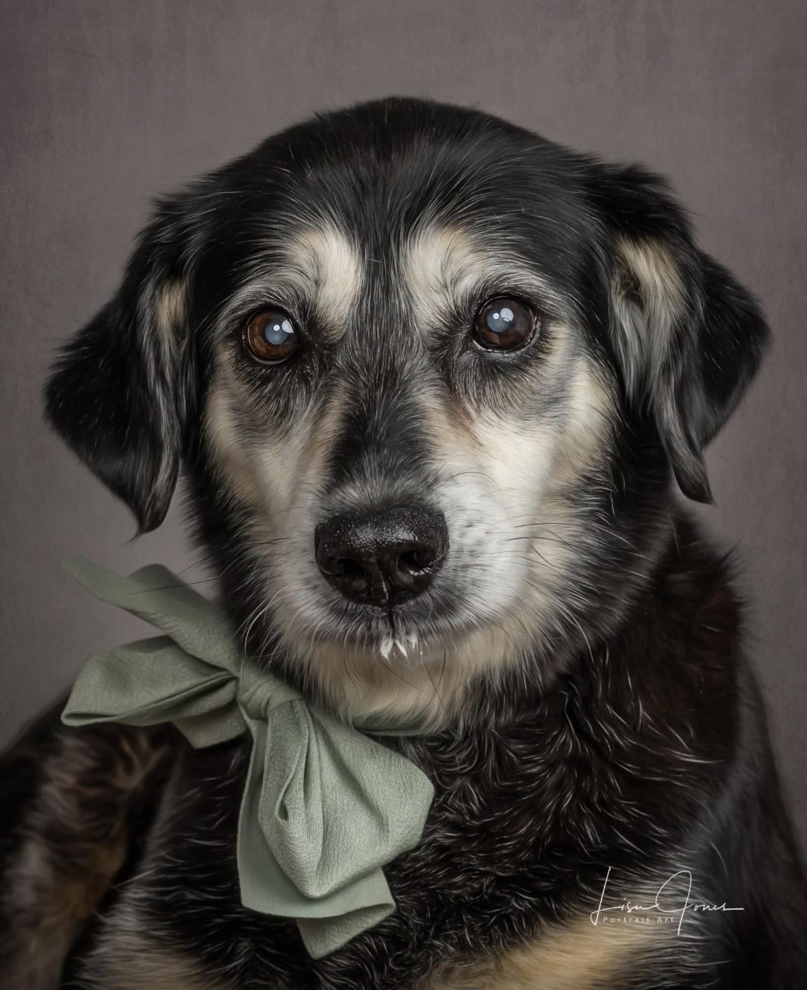 Enlarge Eleanor, a ADOPTABLE Mixed Breed in Cullman, AL image 1/1