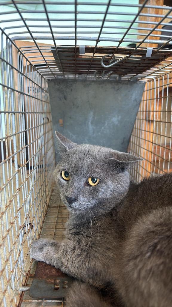 Enlarge Williamson Feral 1, a Adoptable mixed breed in New Braunfels, TX image 1/1