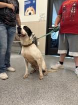 Apollo, an adoptable Labrador Retriever in Hamilton, MT, 59840 | Photo Image 2