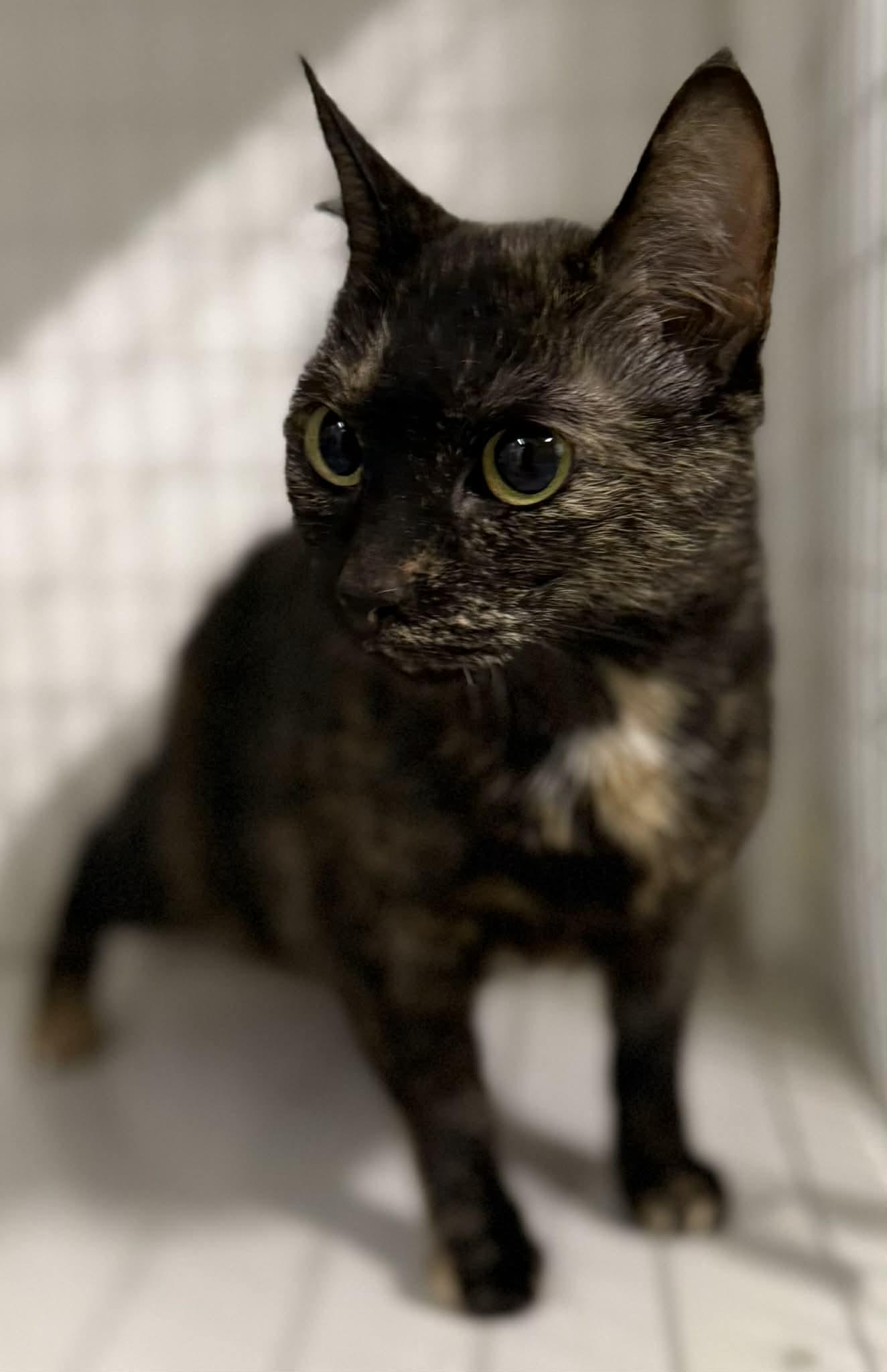 Pansy, ADOPTABLE, Young Female Tortoiseshell.
