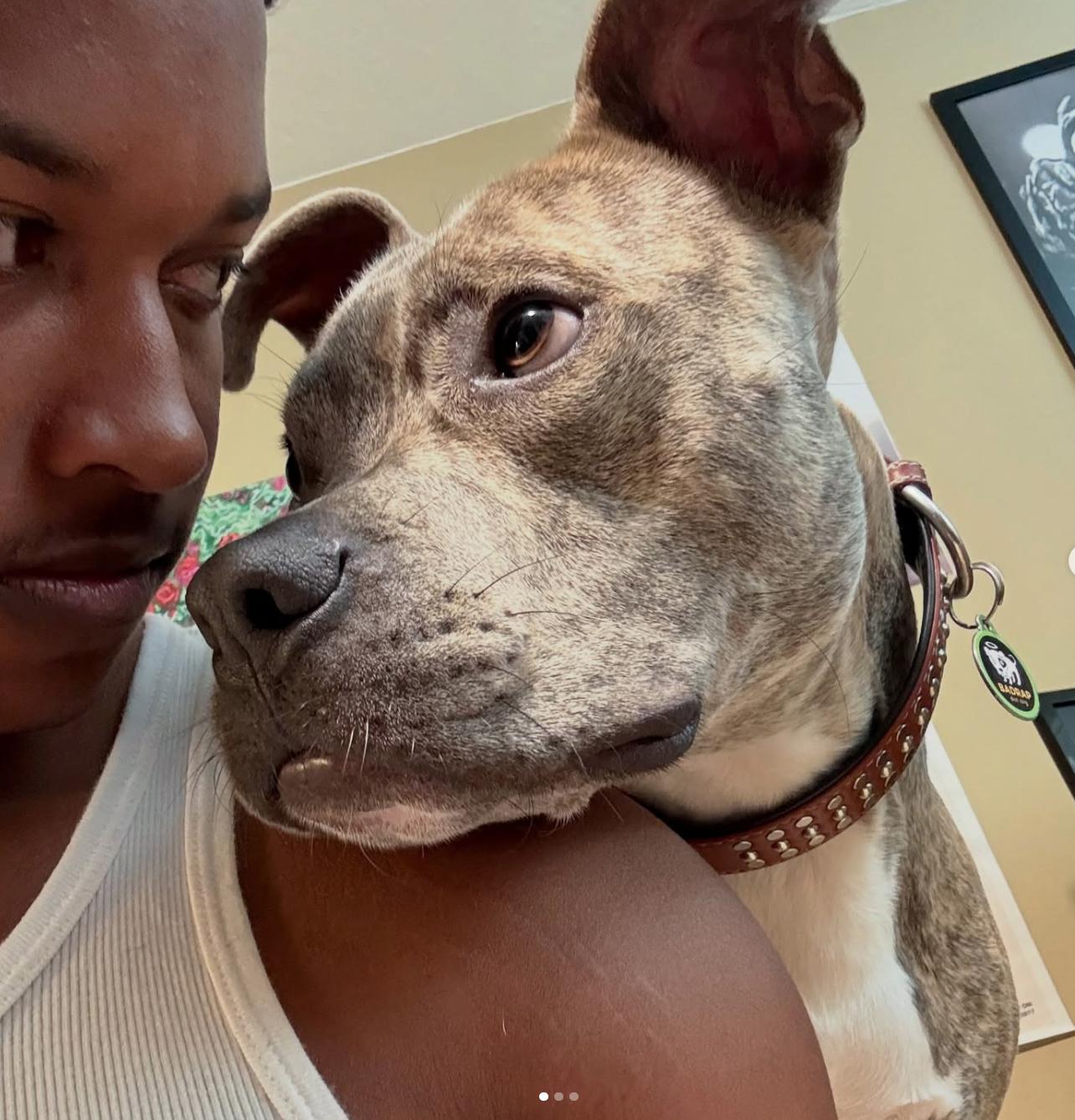 Enlarge Suave Chico!, a Adopted Pit Bull Terrier in Oakland, CA image 3/6