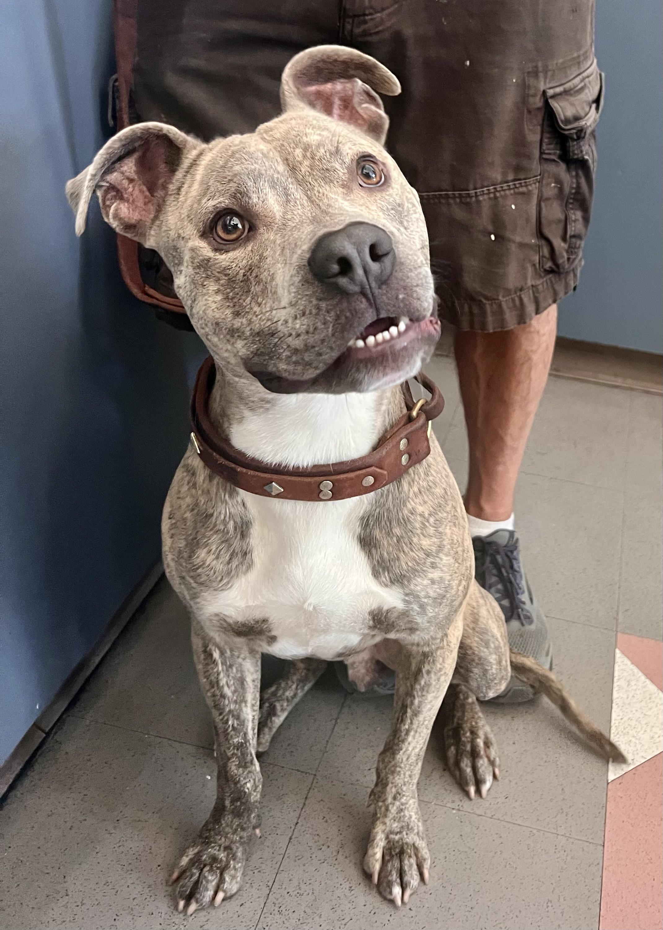 Enlarge Suave Chico!, a Adopted Pit Bull Terrier in Oakland, CA image 5/6