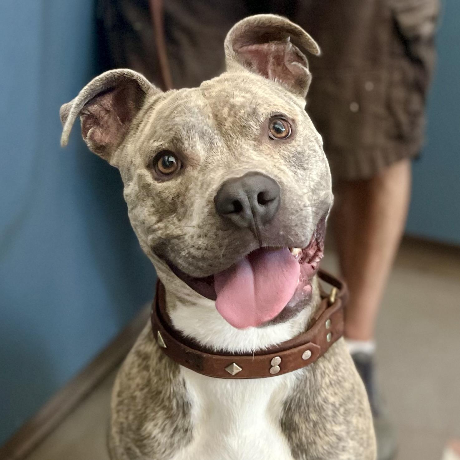 Enlarge Suave Chico!, a Adopted Pit Bull Terrier in Oakland, CA image 1/6