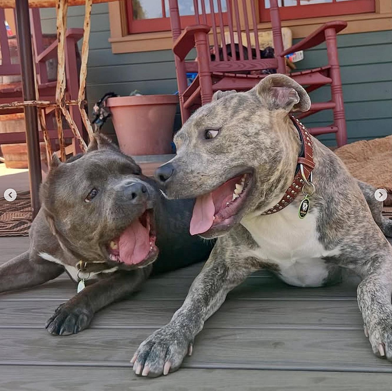 Enlarge Suave Chico!, a Adopted Pit Bull Terrier in Oakland, CA image 2/6