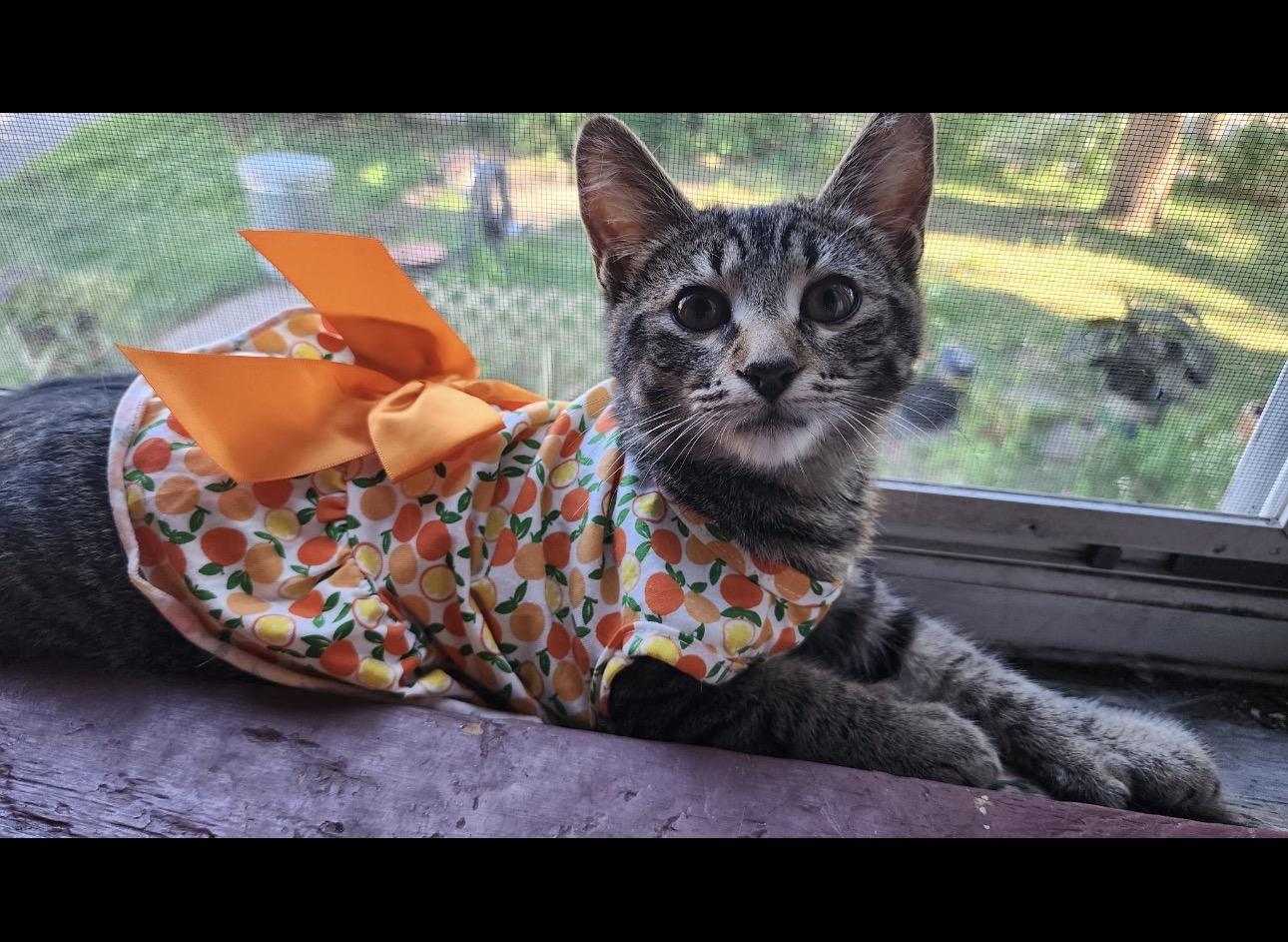 Enlarge Carla, a Adoptable Domestic Short Hair in Syracuse, NY image 1/1