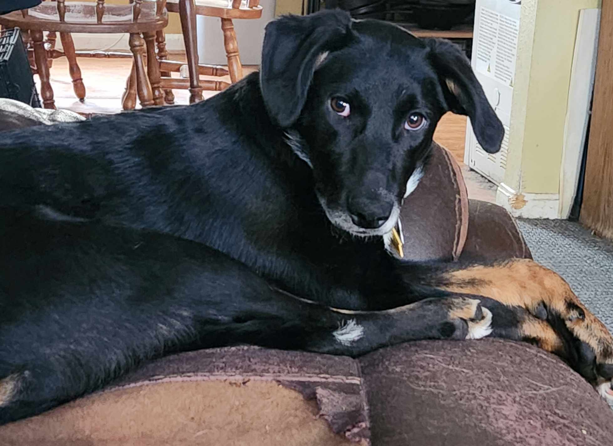 Delilah, Adopted, Puppy Female Mixed Breed.