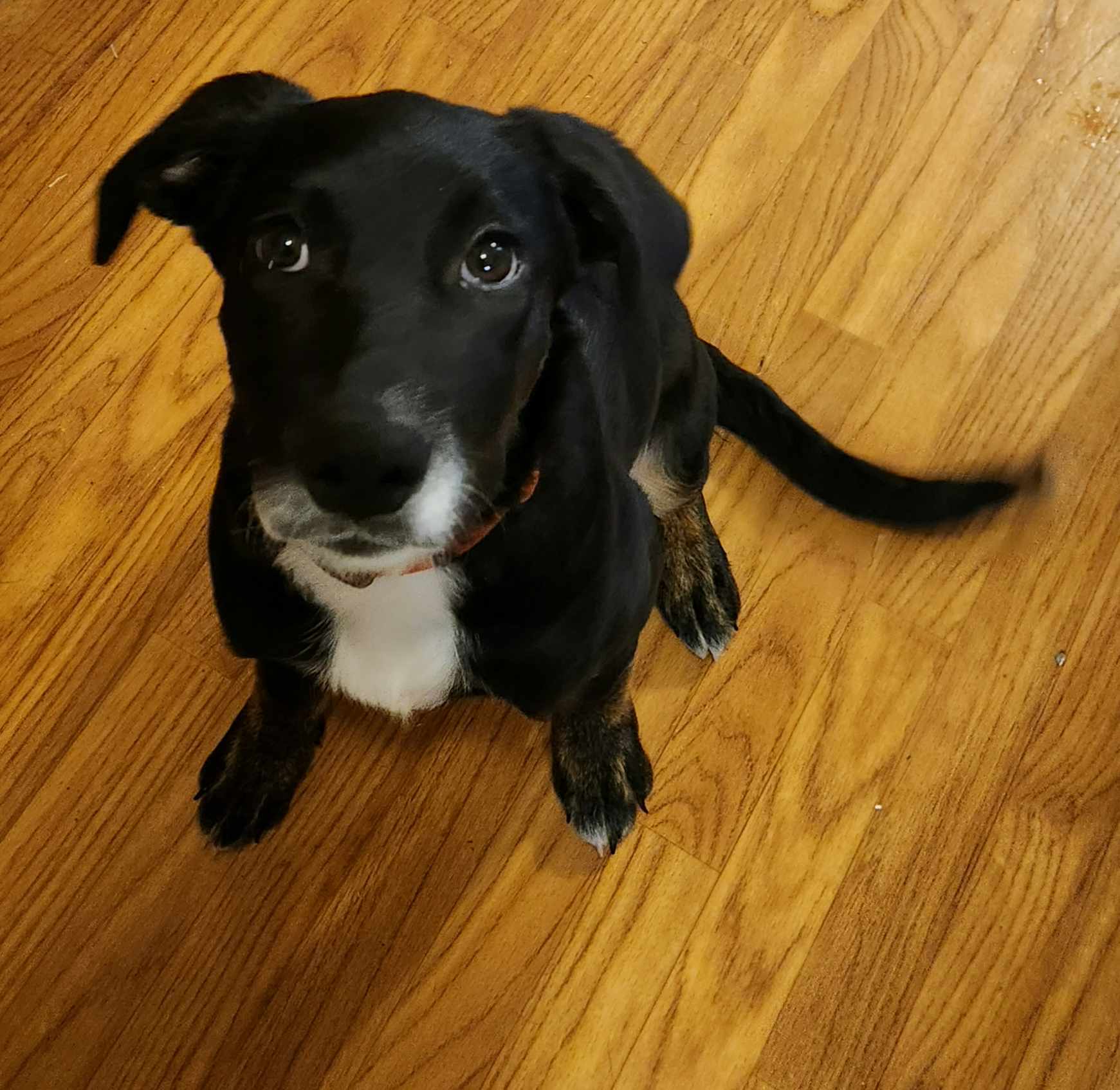 Enlarge Delilah, a Adopted mixed breed in Louisville, KY image 2/5