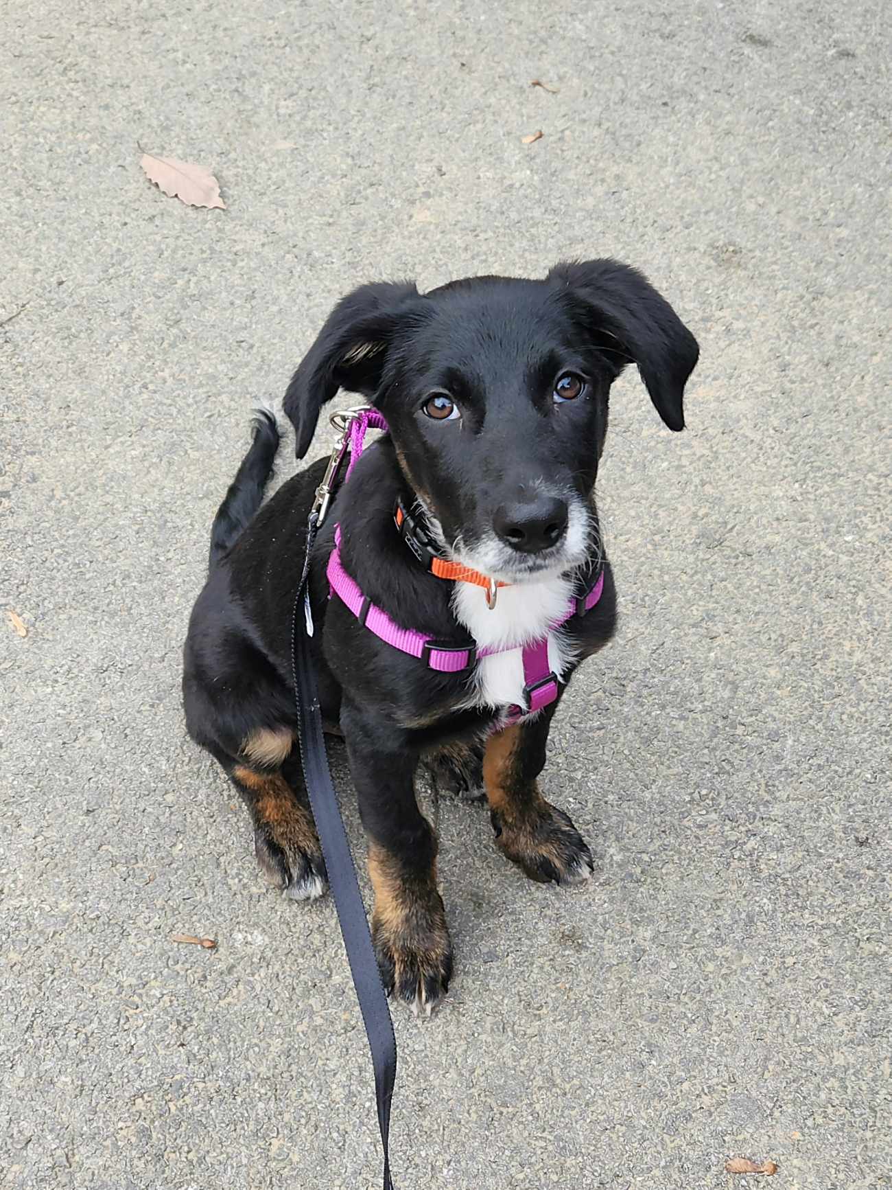 Enlarge Delilah, a Adopted mixed breed in Louisville, KY image 3/5