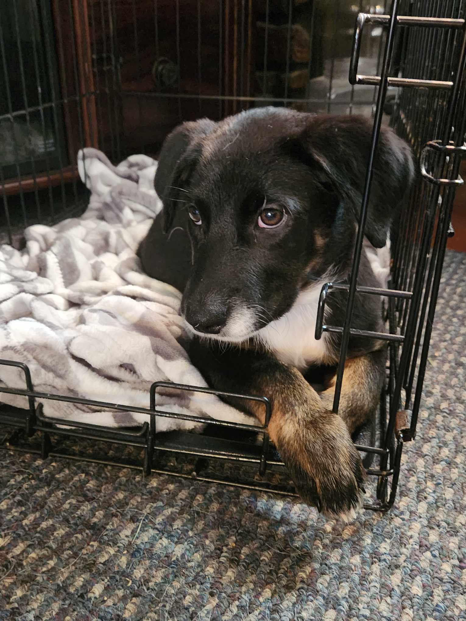 Enlarge Delilah, a Adopted mixed breed in Louisville, KY image 4/5