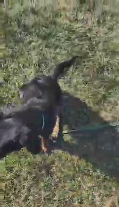 Enlarge Delilah, a Adopted mixed breed in Louisville, KY video 5/5