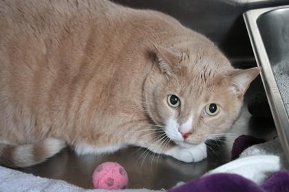 Enlarge Mello, a Adoptable mixed breed in Brunswick, GA image 1/1