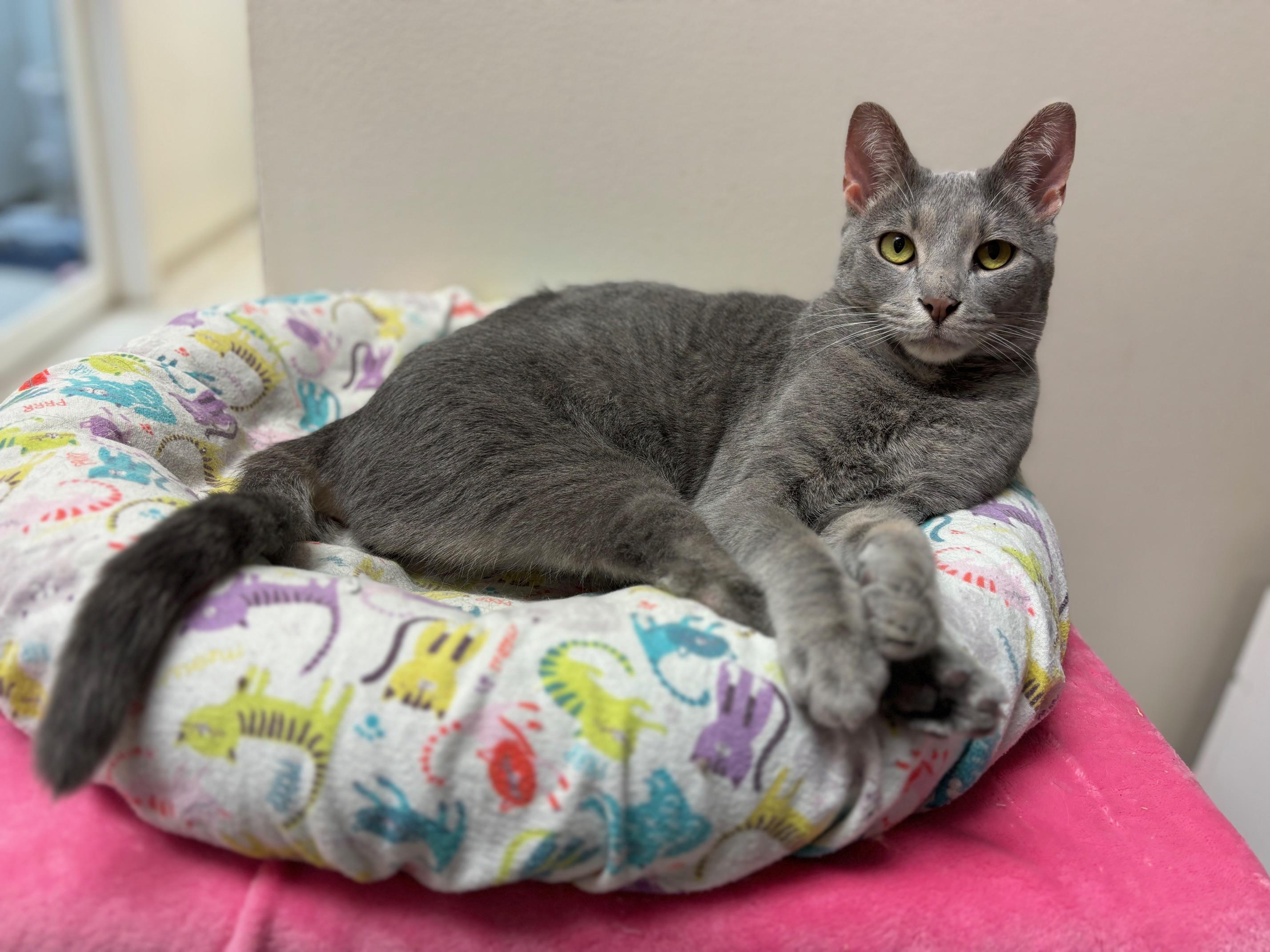 Nermal — thumbnail 2