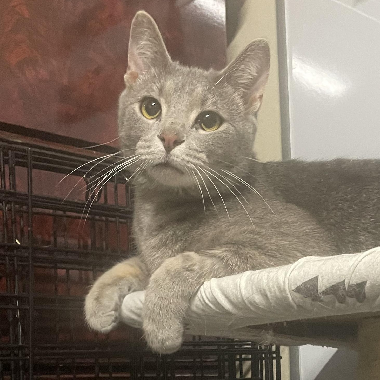 Nermal — thumbnail 4