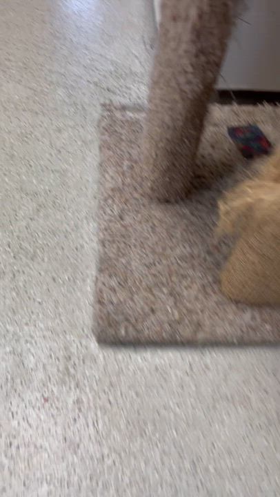 Enlarge Nermal, a Adoptable Domestic Short Hair in Cincinnati, OH video 5/5