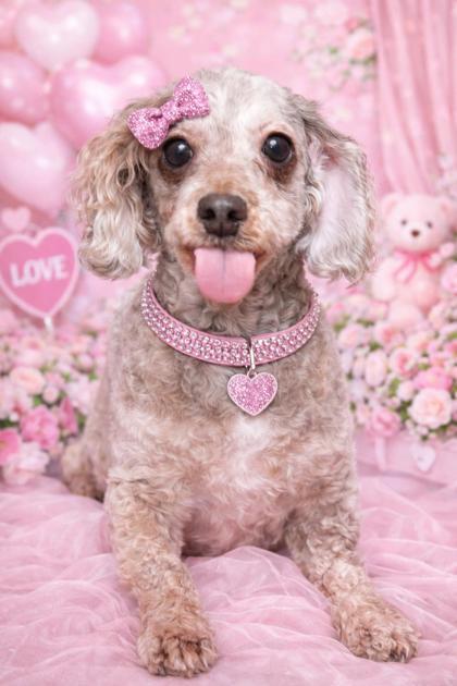 Felicia, Adoptable, Adult Female Poodle.