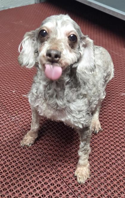 Enlarge Felicia, a Adoptable Poodle in Malvern, PA image 2/3