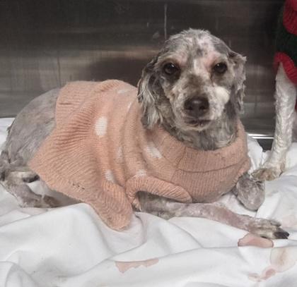 Enlarge Felicia, a Adoptable Poodle in Malvern, PA image 3/3