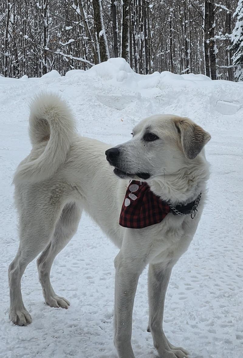 Kacey, a ADOPTABLE Akbash in Bancroft, ON image 3/4