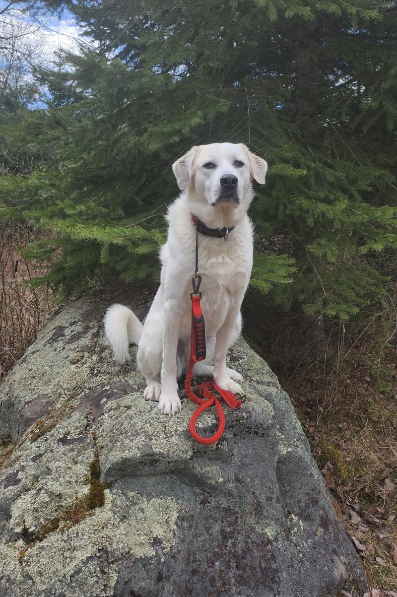 Kacey, a ADOPTABLE Akbash in Bancroft, ON image 2/4