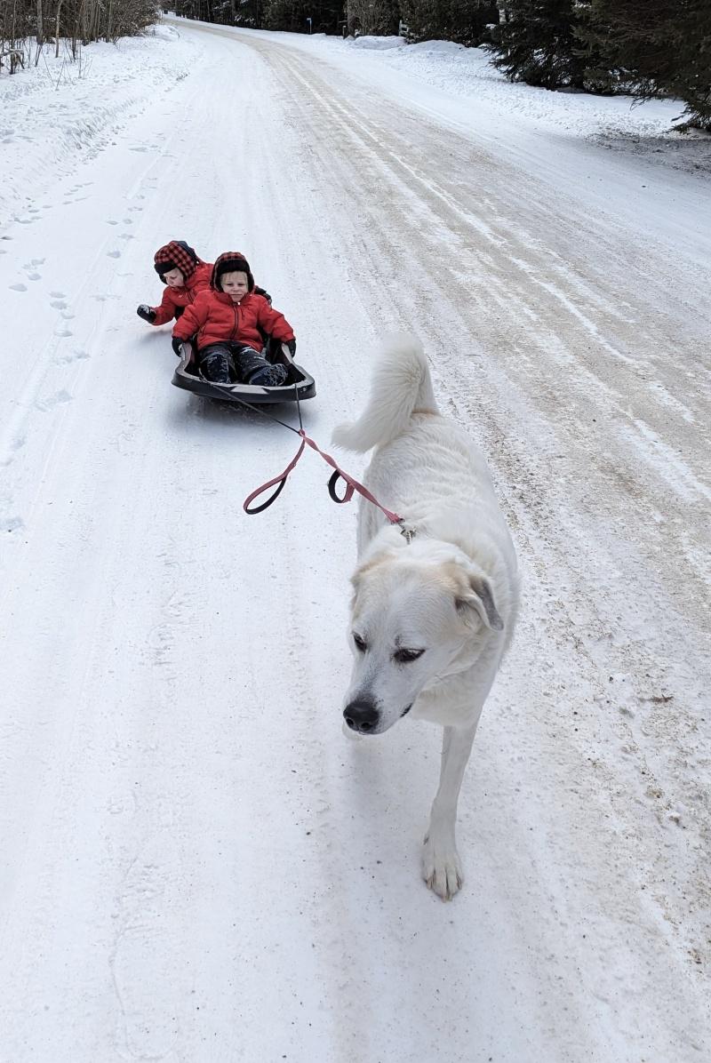 Kacey, a ADOPTABLE Akbash in Bancroft, ON image 4/4
