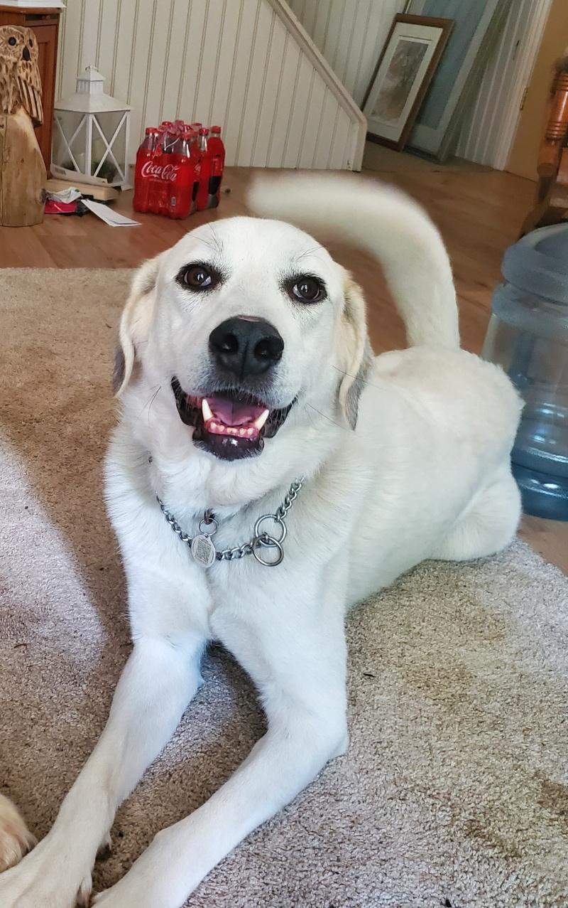Kacey, ADOPTABLE, Adult Female Akbash.