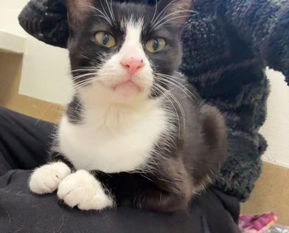 State, Adoptable, Adult Female Domestic Short Hair & Domestic Short Hair.