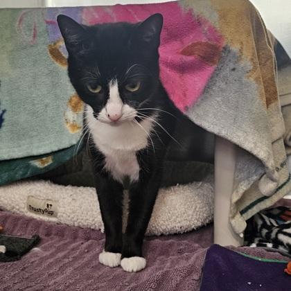 State, Adoptable, Adult Female Domestic Short Hair & Domestic Short Hair.