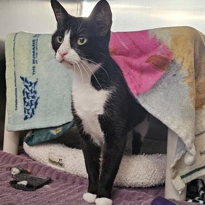 State, a Adoptable mixed breed in Scotia, NY image 2/3