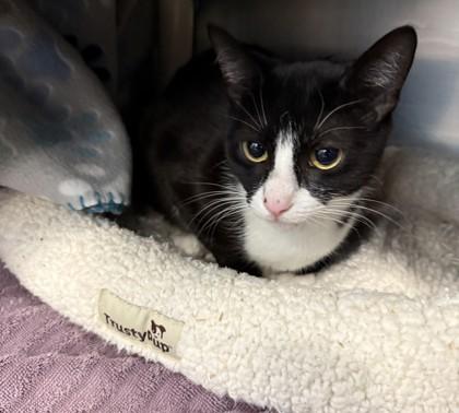 State, a Adoptable mixed breed in Scotia, NY image 3/3