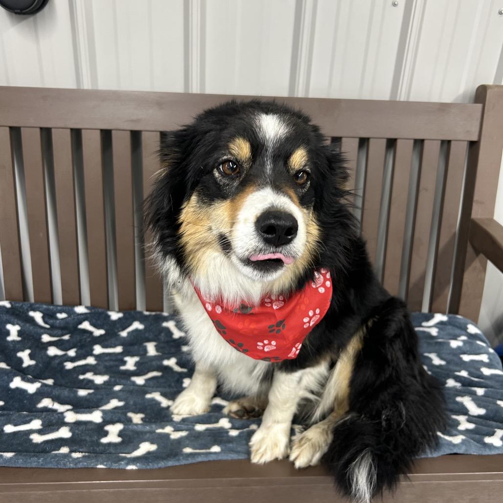Enlarge Oakley, a Adoptable Border Collie in Moravia, NY image 1/3