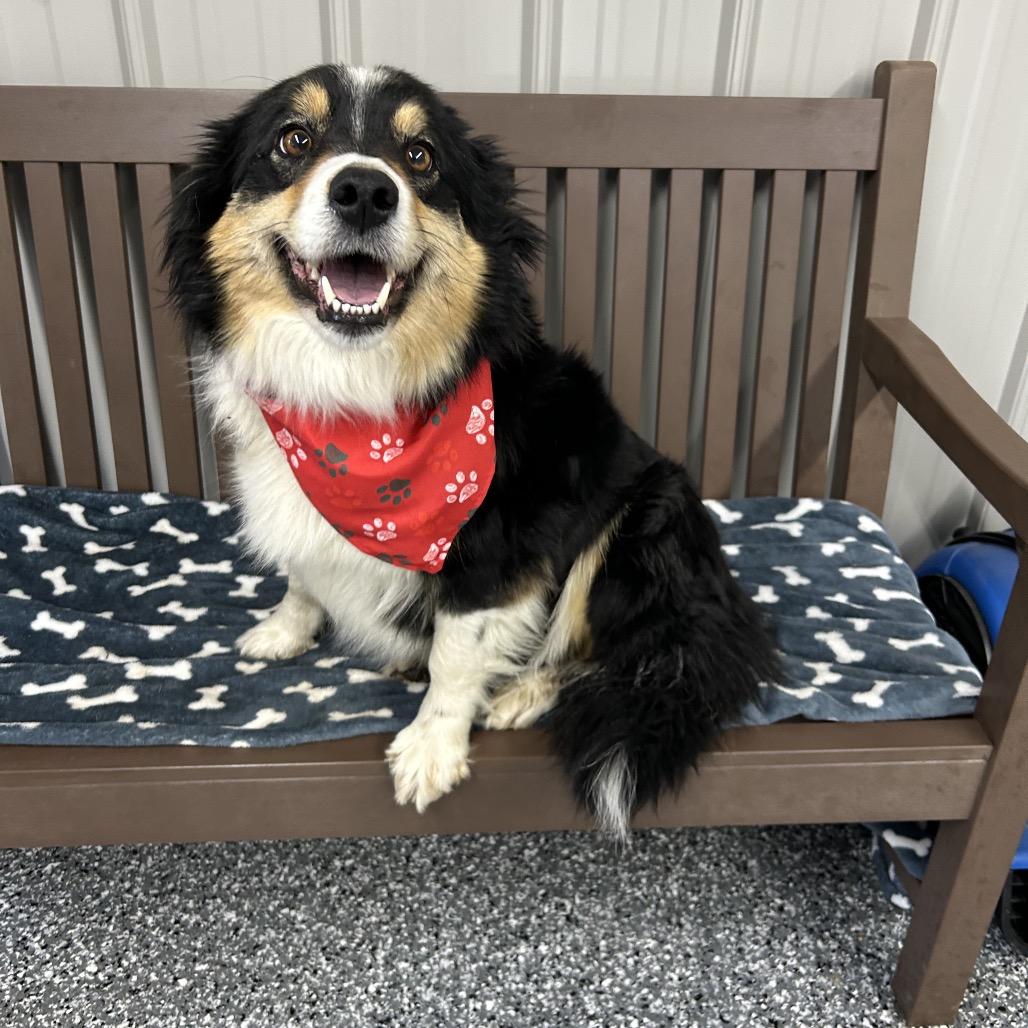 Enlarge Oakley, a Adoptable Border Collie in Moravia, NY image 2/3