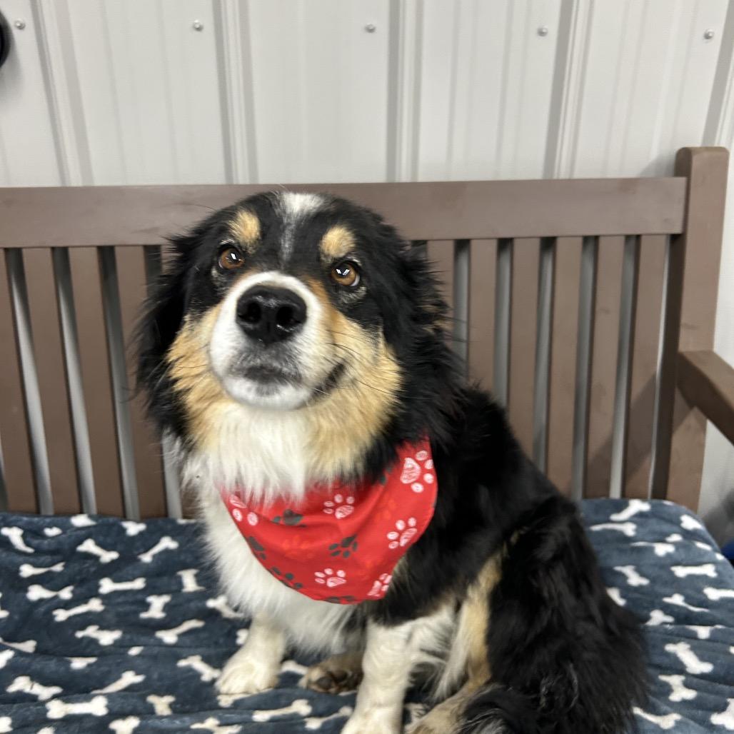 Enlarge Oakley, a Adoptable Border Collie in Moravia, NY image 3/3