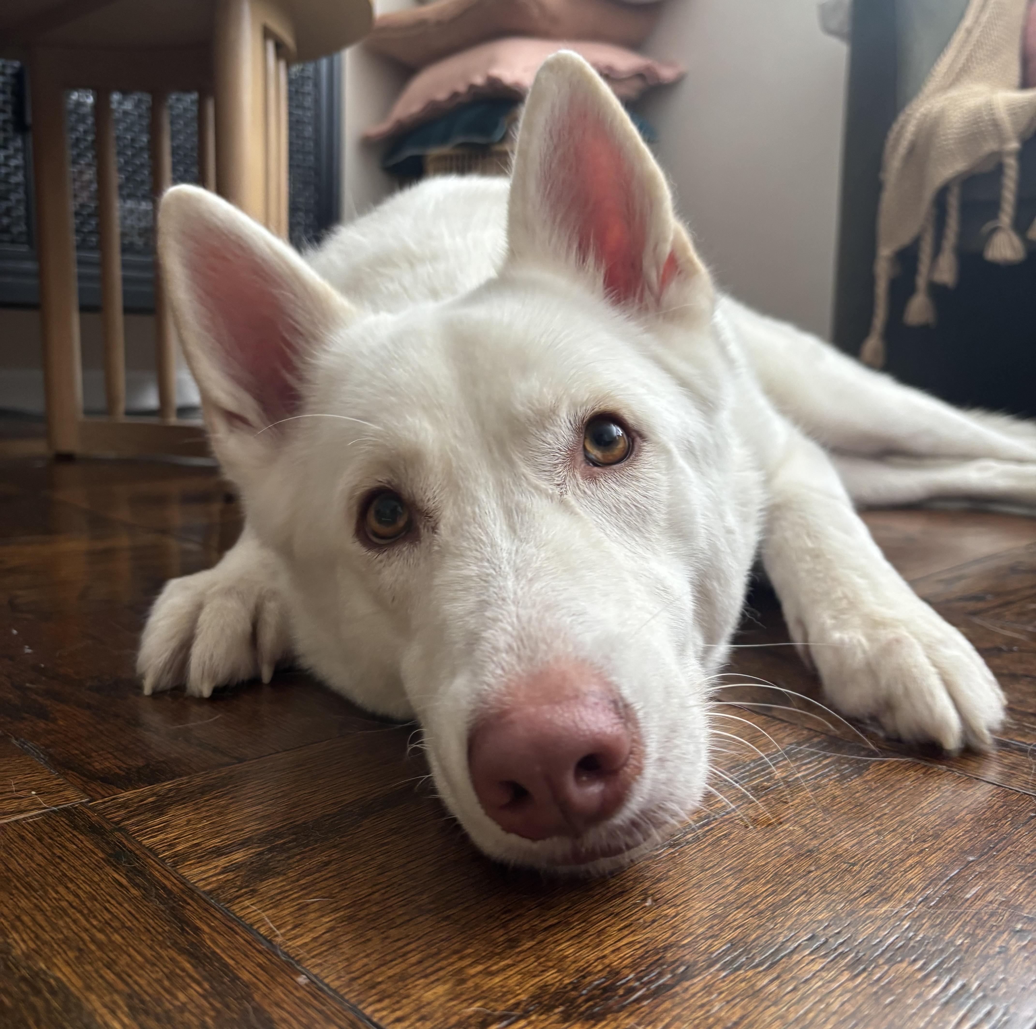 Shiloh, a Adoptable German Shepherd Dog in Brooklyn, NY image 2/4