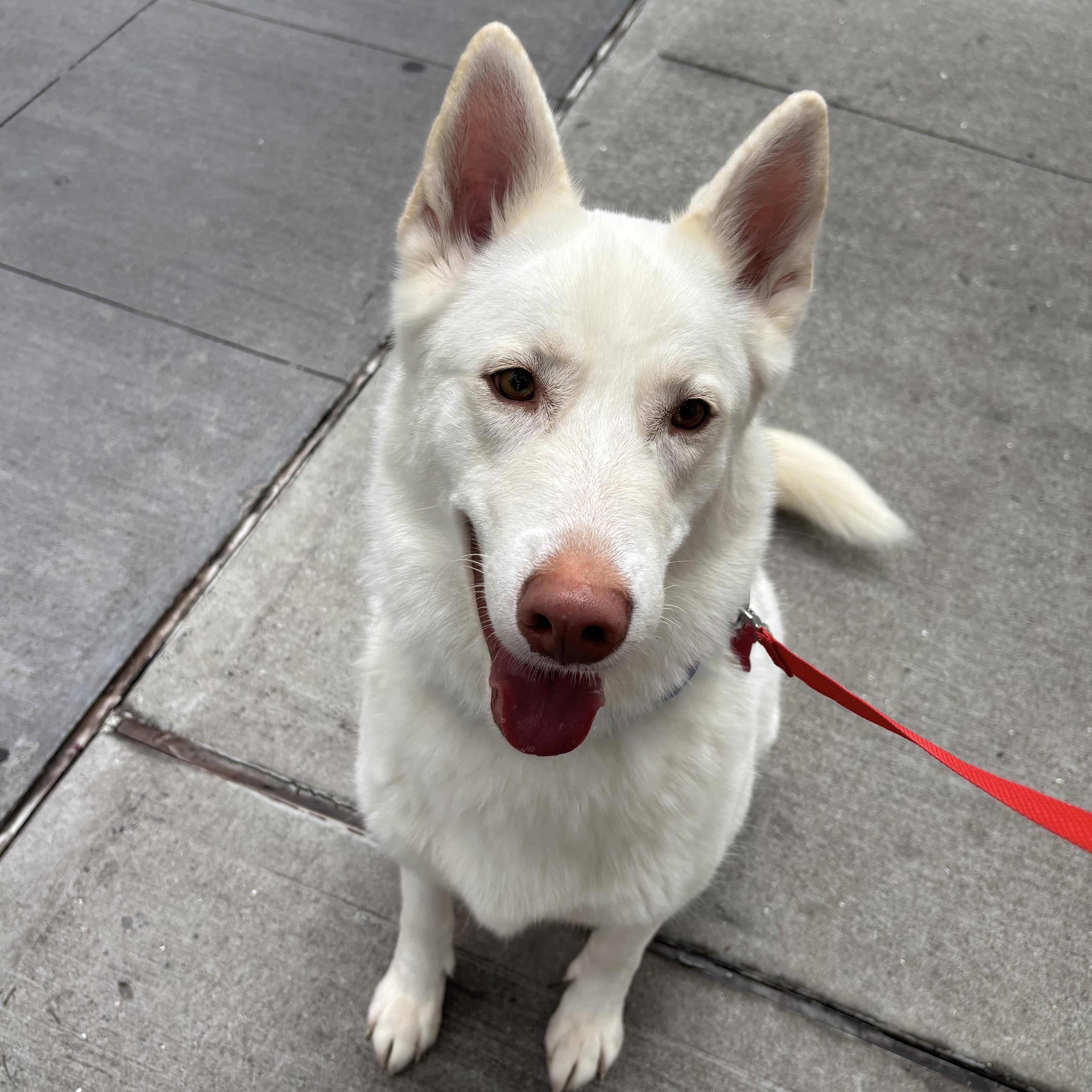 Shiloh, a Adoptable German Shepherd Dog in Brooklyn, NY image 3/4